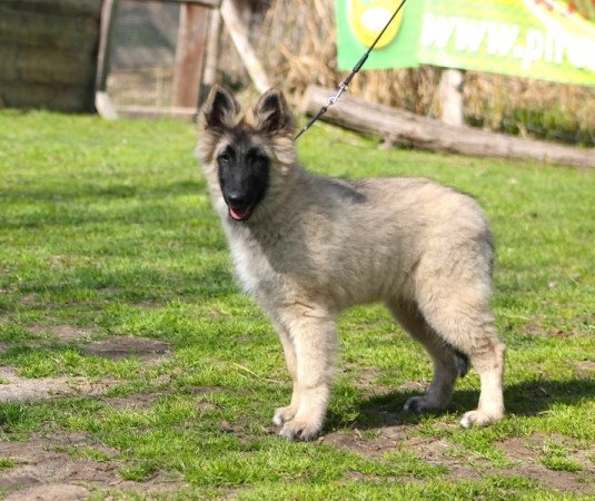 Tervueren - Belga juhászkutya