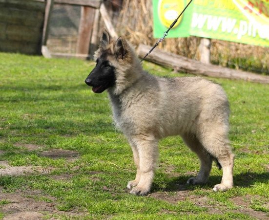 Tervueren - Belga juhászkutya