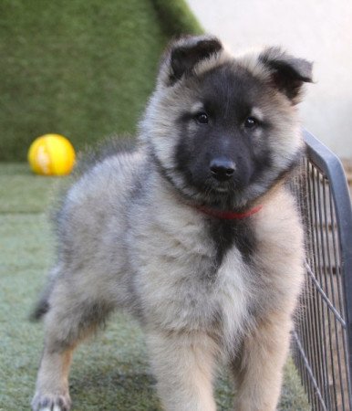 Tervueren - Belga juhászkutya