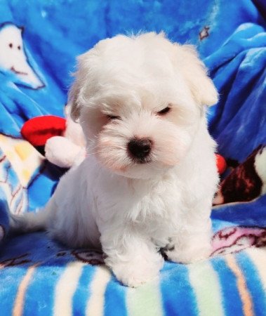 Bichon Havanese