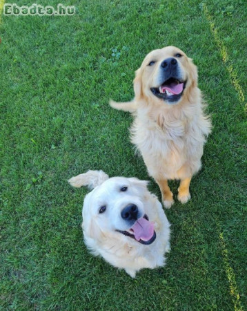 Golden Retriever kiskutyák