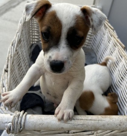 Jack russel