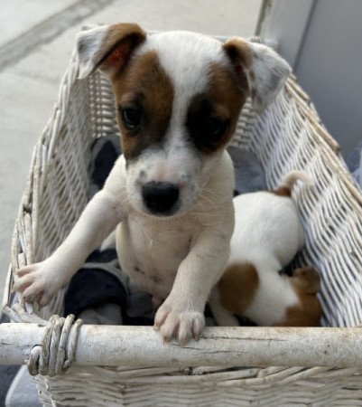 Jack russel