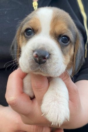 Beagle