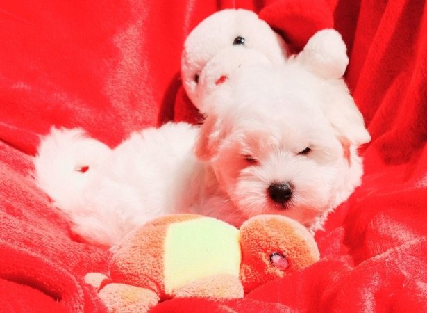 Bichon Havanese