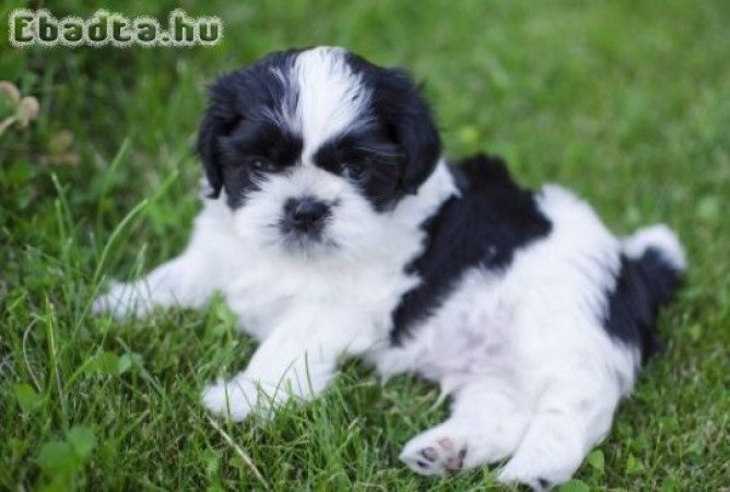 Shih Tzu kölykök