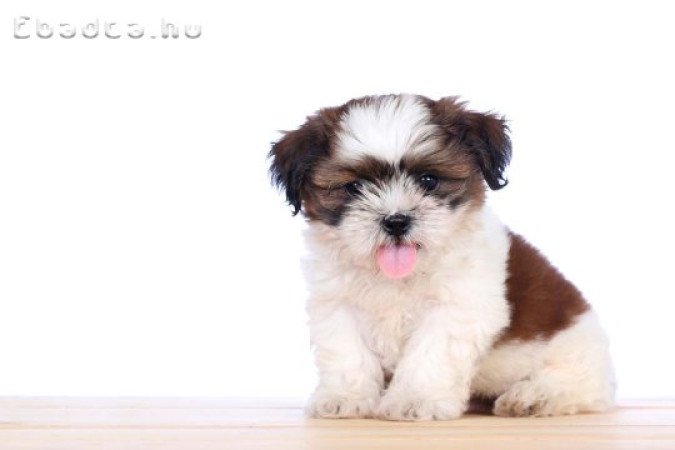 Shih Tzu kölykök
