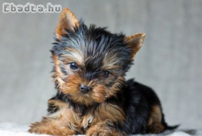 Yorkshire terrier kölykök,