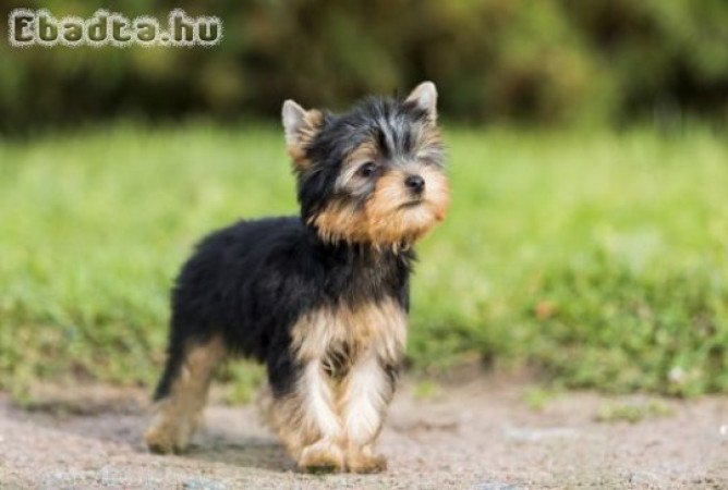 Yorkshire terrier kölykök,