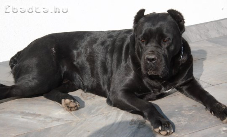 Cane Corso Szuka