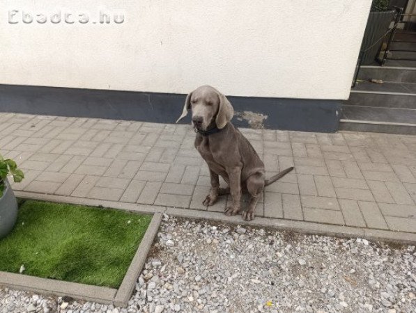Weimari vizsla kölyök