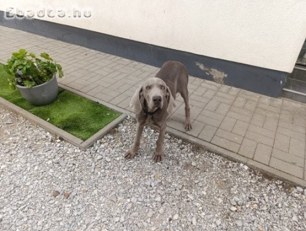 Weimari vizsla kölyök