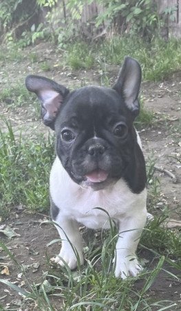 Francia bulldog