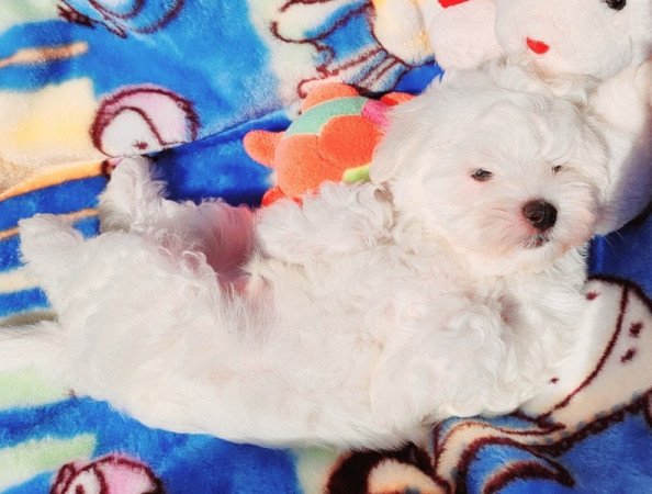 Bichon Havanese