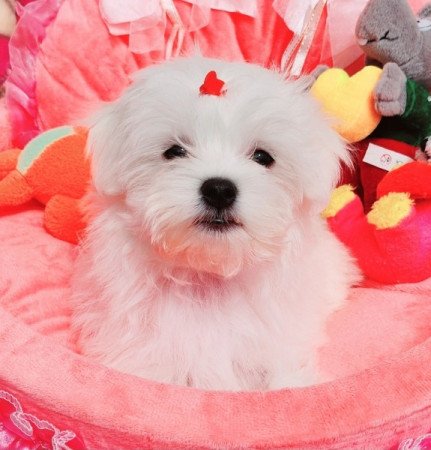 Bichon Havanese