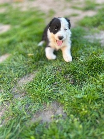 Border Collie
