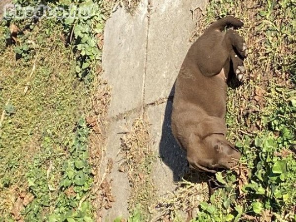 Labrador Retriver