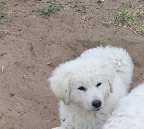 Kuvasz
