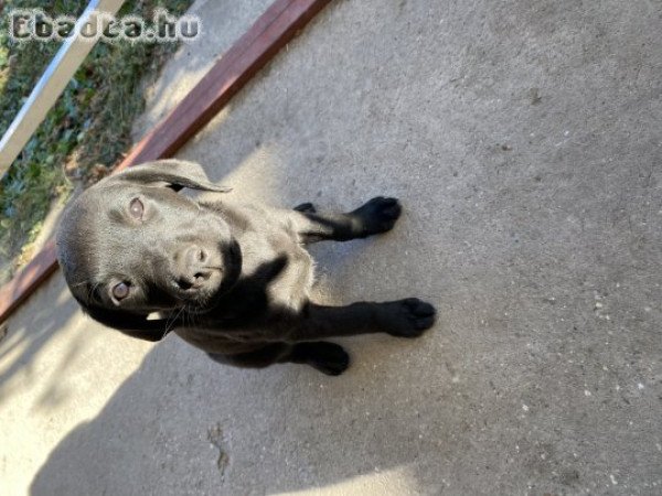 Labrador Retriver