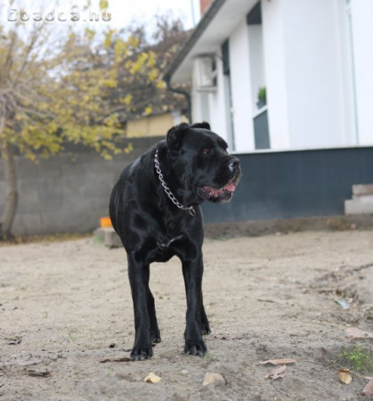 Cane Corso Szuka