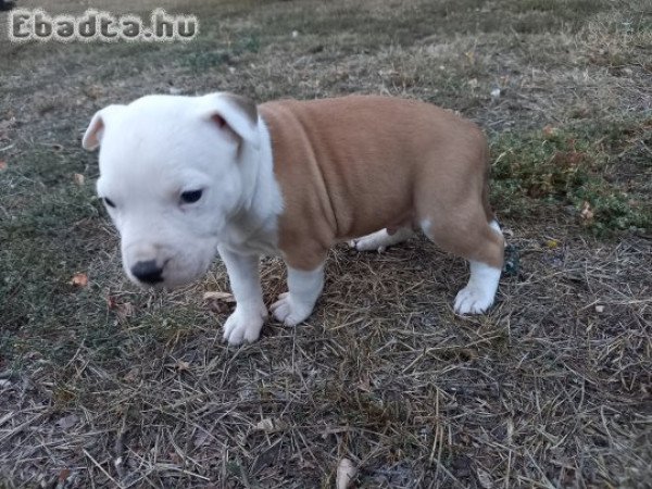 Staffordshire terrier kan kiskutyák eladók