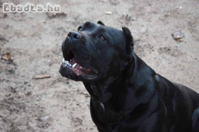 Cane Corso Szuka