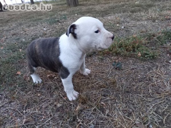 Staffordshire terrier kan kiskutyák eladók