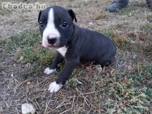 Staffordshire terrier kan kiskutyák eladók