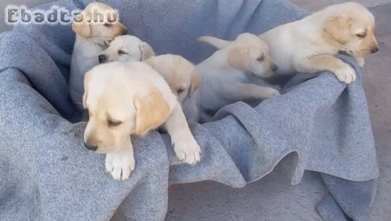 Labrador jellegú kiskutyák gazdit keresnek