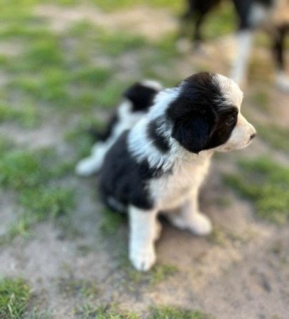 Border Collie
