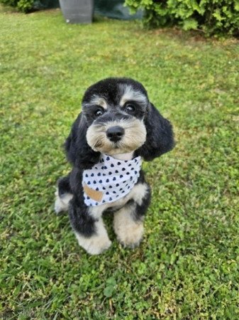 Máltai selyemkutya x toy uszkár