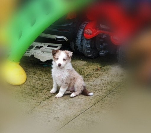 Border collie kiskutya