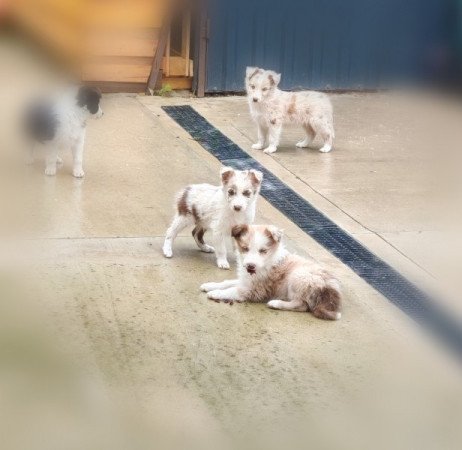 Border collie kiskutya