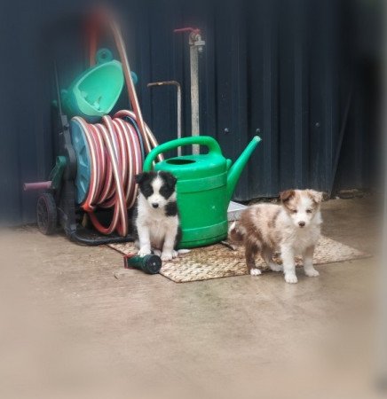 Border collie kiskutya