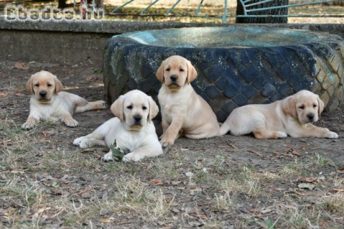 Labrador kiskutyák