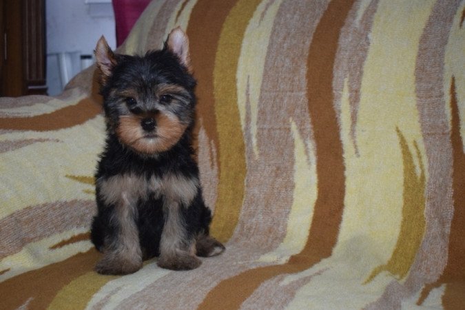 Yorkshire terrier