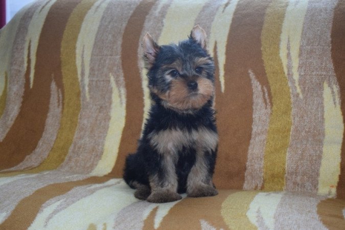 Yorkshire terrier