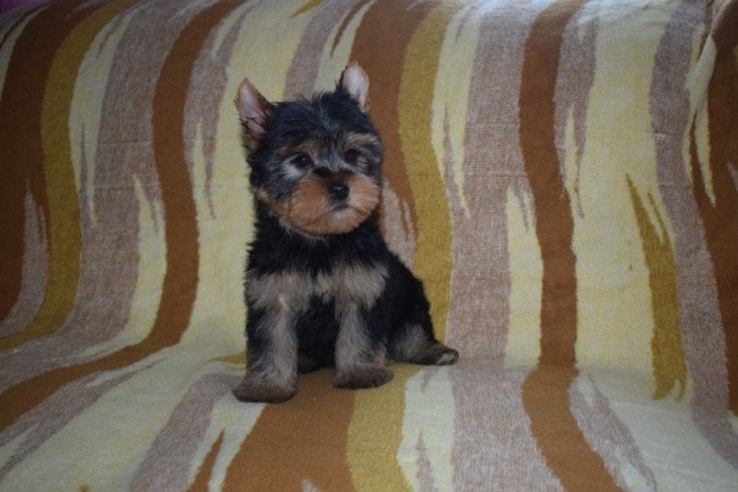 Yorkshire terrier