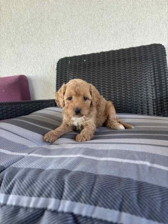 Cavapoo