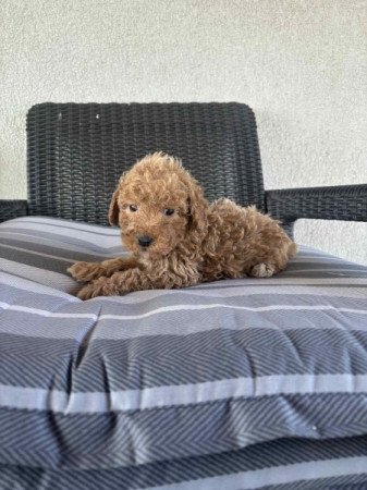 Cavapoo