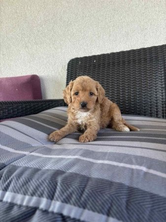 Cavapoo