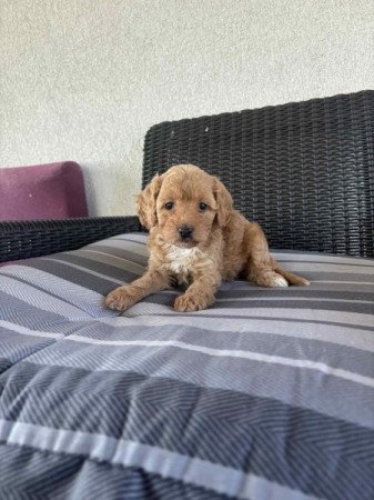 Cavapoo