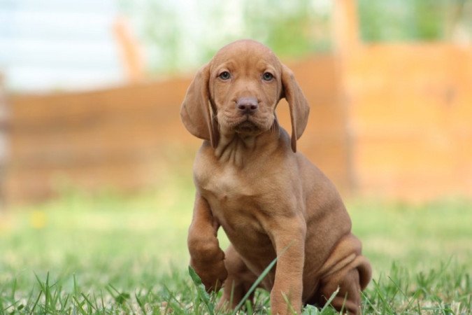 magyar vizsla