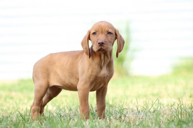 magyar vizsla