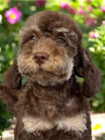 Máltai selyemkutya x törpe uszkár