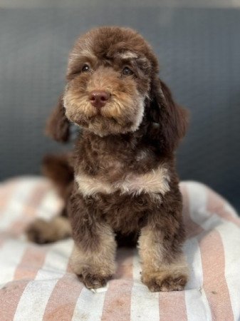 Máltai selyemkutya x törpe uszkár