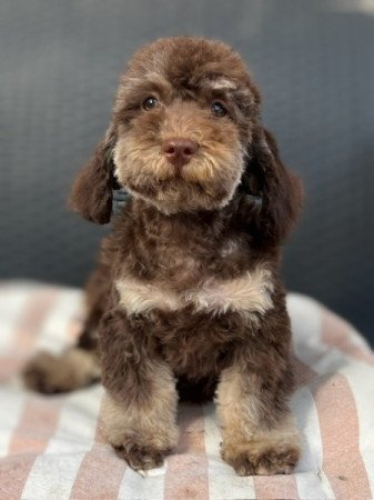 Máltai selyemkutya x törpe uszkár