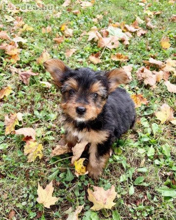 Adorable small breed yorkies for sale