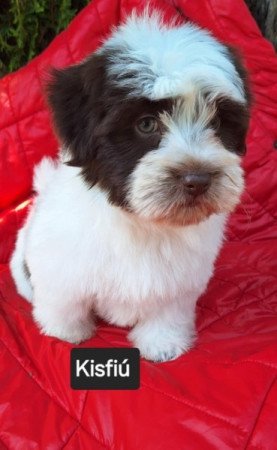 Bichon havanese