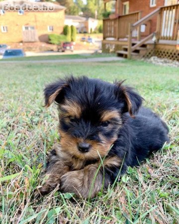 Adorable small breed yorkies for sale